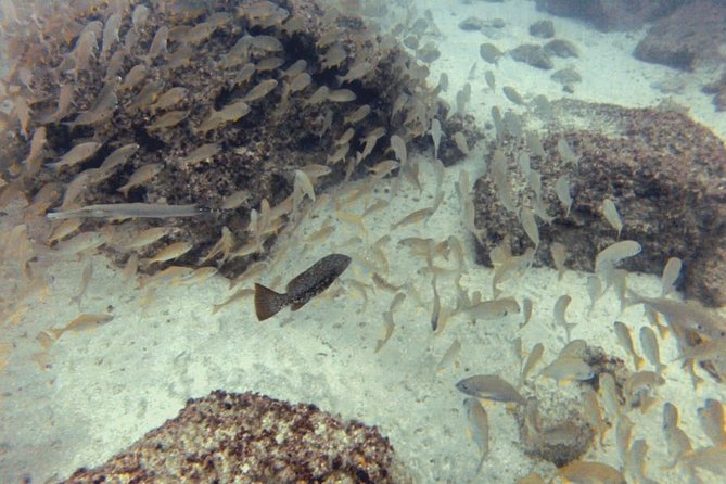 2 Dive Package for PADI Qualified Divers in Gran Canaria - Key takeaways before you go