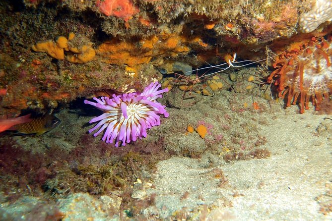 2 Dive Package for PADI Qualified Divers in Gran Canaria - The pre-session checklist: paperwork, health questions, and proof of certification