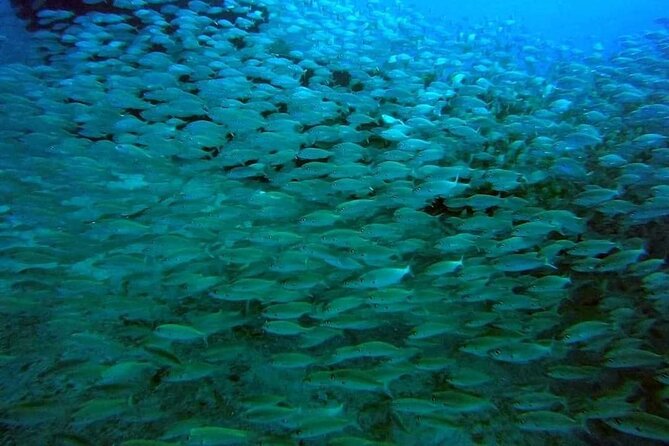2-Hour Afternoon Snorkeling Experience in Gran Canaria by Boat - What you’ll actually see on the reef