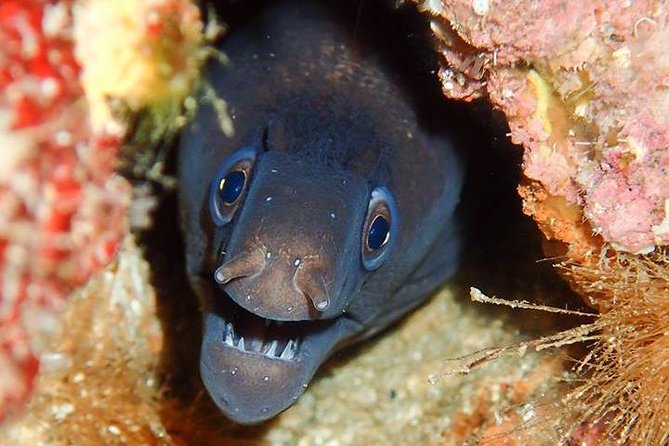 6 Diving Sites Scuba Diving Package in Gran Canaria - Why Six Sessions Over Two Days Feels Like Good Value