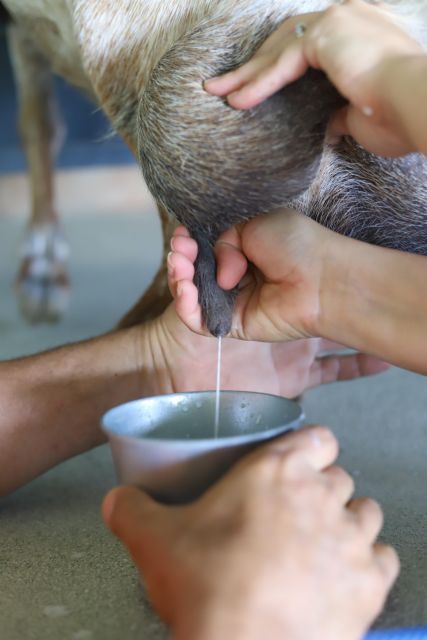 Agüimes : Be a farmer for the day at La Jaira de Ana - The Milking Process: The Practical Moment Most People Remember
