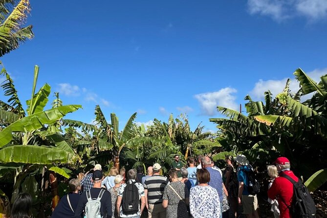 Banana Museum, Rum Distillery & Winery with Tasting: Premium tour - Bodega Los Berrazales: grapes, wine and coffee tasting, then mojo