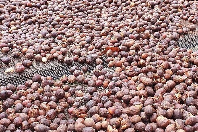 Banana Museum, Rum Distillery & Winery with Tasting: Premium tour - Price and what you’re actually paying for