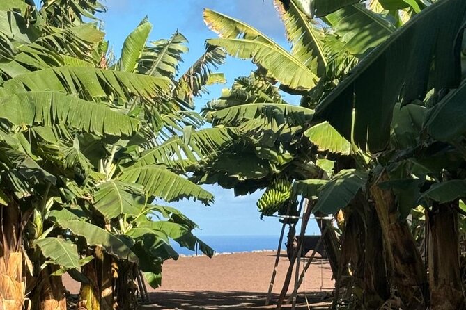 Banana Museum, Rum Distillery & Winery with Tasting: Premium tour - Pickup, timing, and how the day feels on the bus