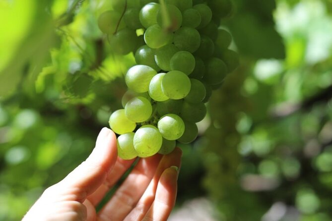 Banana Museum, Rum Distillery & Winery with Tasting: Premium tour - Who this tour is best for