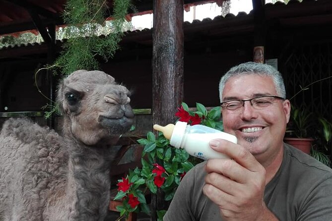 Camel Ride in Fataga with Tapas and drinks - The Camel Ride Through Valle de Las Mil Palmeras (What It Actually Feels Like)