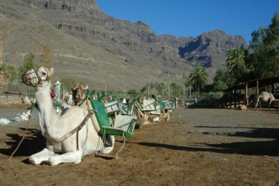 Camel Ride in Fataga with Tapas and drinks - Garden Walk: Fruit Trees, Tropical Oasis Vibes, and Animal Time