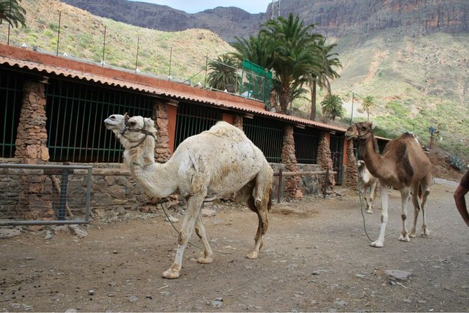 Camel Ride in Fataga with Tapas and drinks - Health, Weight, and Comfort Checks (Don’t Skip This Part)