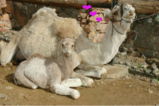 Camel Ride in Fataga with Tapas and drinks - When the Day Gets Messy: Weather and Road Access Reality