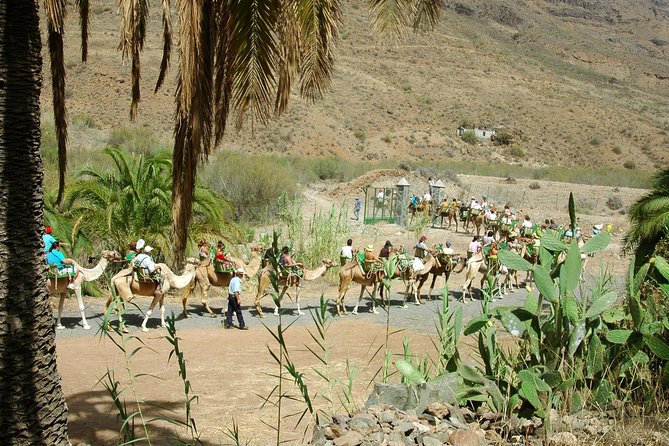 Camel Ride in Fataga with Tapas and drinks - Who Should Book This Camel Ride in Fataga (And Who Might Skip It)