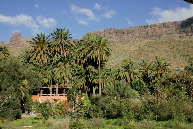 Camel Ride in Fataga with Tapas and drinks - Should You Book the Camel Ride in Fataga?