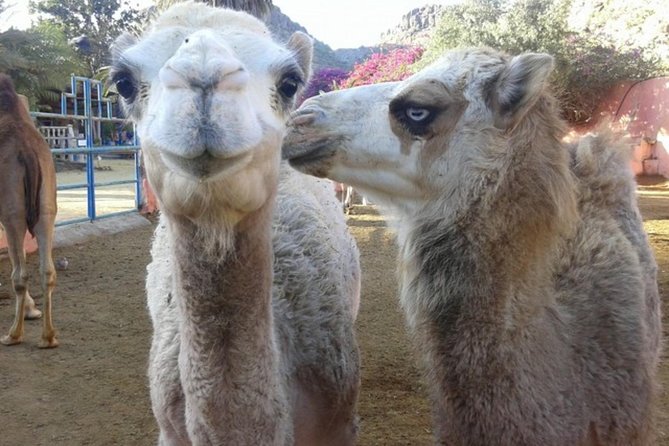 Camel Safari through the Dunes of Maspalomas - Maspalomas Dunes by Camel: What the 30-Minute Safari Feels Like