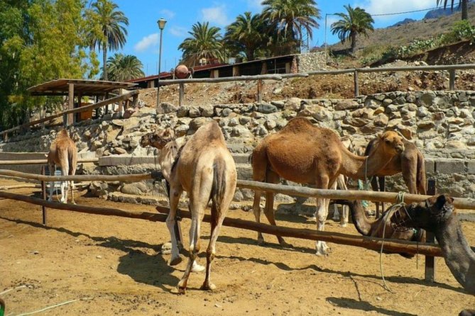 Camel Safari through the Dunes of Maspalomas - Animal Comfort Questions: Muzzles and Harnesses (What to Watch For)