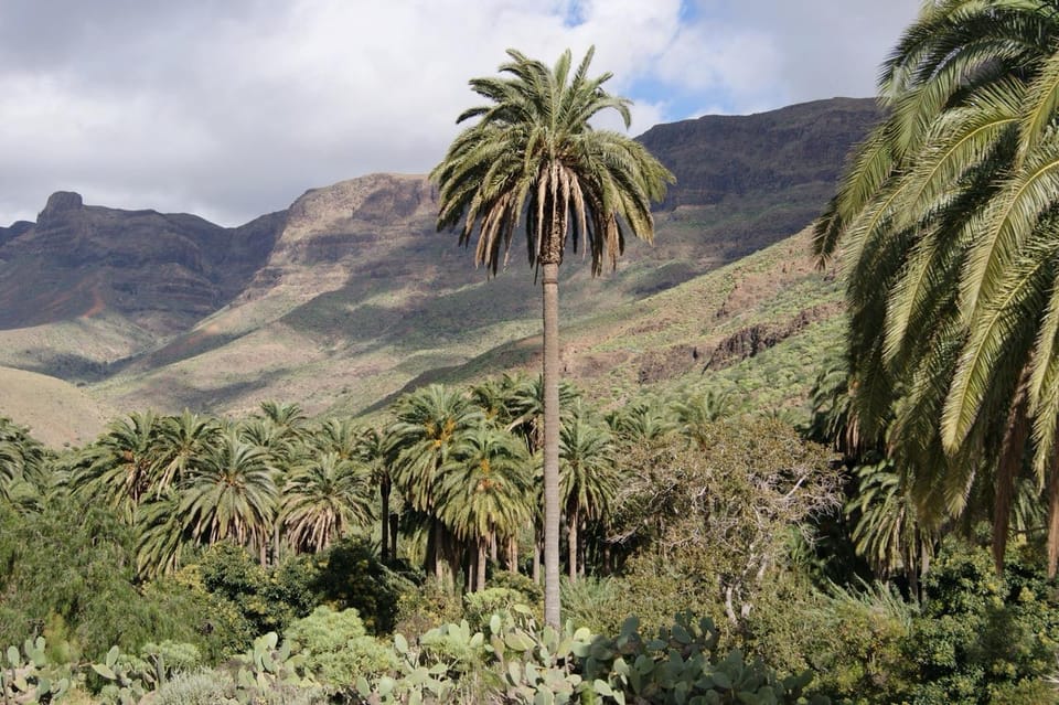 Can-Am Ryker Adventure Fataga - Finca Aloe: how a working plantation turns into skincare and health products
