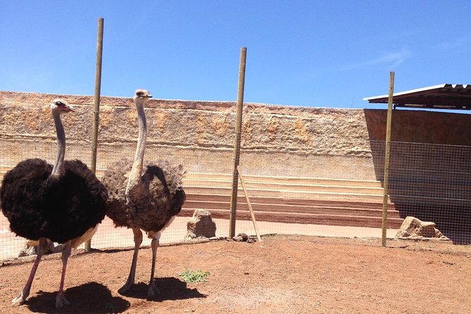 Cocodrilo Park Zoo Admission Ticket in Agüimes - The feeding shows you’ll want to plan around