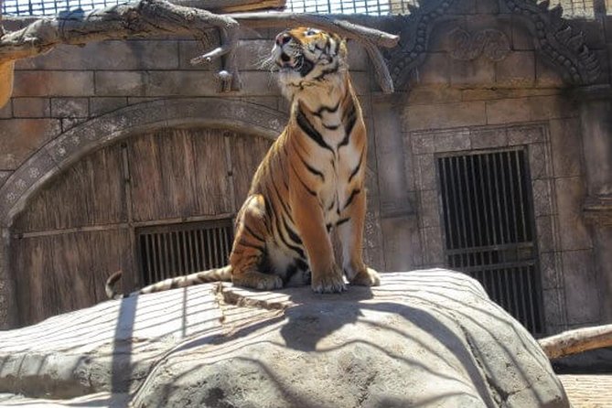 Cocodrilo Park Zoo Admission Ticket in Agüimes - Snack bar, souvenirs, and the non-included food reality