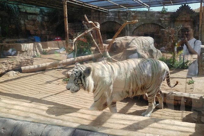 Cocodrilo Park Zoo Admission Ticket in Agüimes - Getting there from Gran Canaria and planning around opening hours