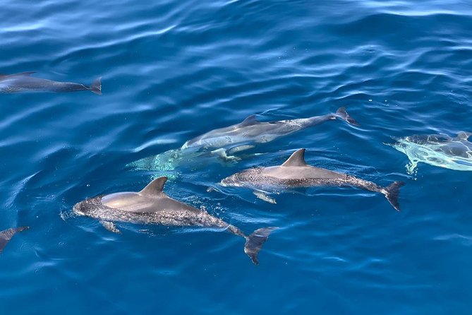 Dolphin Searching Tour in Puerto de Mogán ("KEEPER UNO" Boat) - The Mogán bay snorkeling stop: what to expect on the water