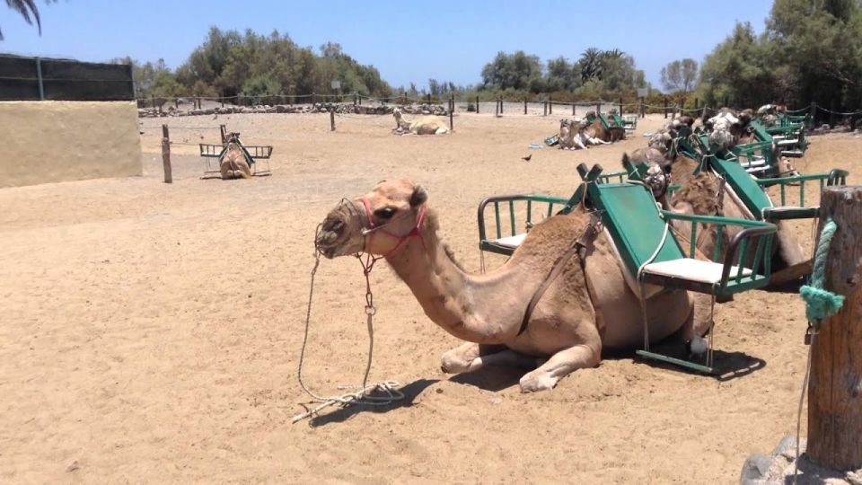 E-Bike City Tour with Camel Safari on Maspalomas Sand Dunes - Small details that can make or break your ride