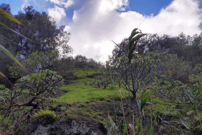 Full day Hiking and Waterfalls Experience - Gran Canaria’s Waterfall Side: South-to-North Weather in One Day