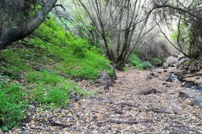 Full day Hiking and Waterfalls Experience - Waterfalls and Endemic Plants: What the Hike Is Really For