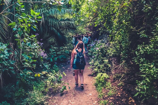 Full Day Rainforest Tour with Tasting and Swimming Time ツ - Key things to know before you go