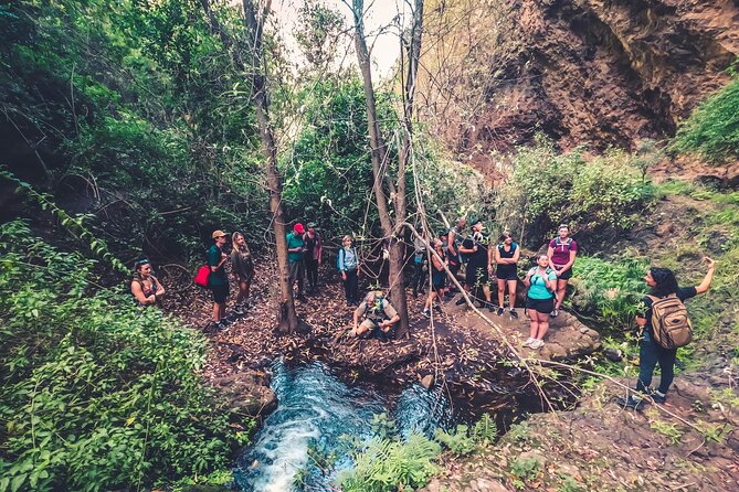 Full Day Rainforest Tour with Tasting and Swimming Time ツ - Azuaje Ravine hike in Doramas: what wet laurel-forest walking really feels like