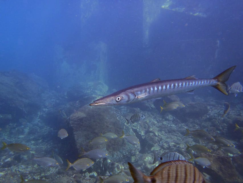 Gran Canaria: 3-Day Open Water Diver Course - If you want hands-on learning, the course design delivers