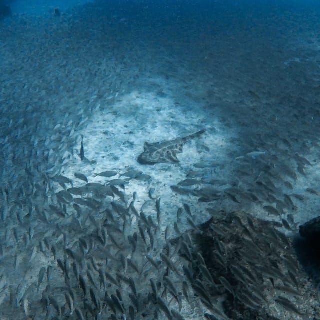 Gran Canaria: 3-Day Open Water Diver Course - Price and logistics: what to budget beyond $530