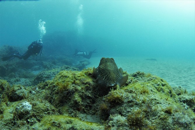 Gran Canaria 3 days / 6 dives in Various Locations - Key highlights I’d book for