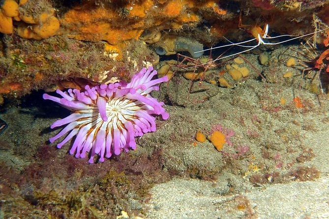Gran Canaria 3 days / 6 dives in Various Locations - Shore vs. boat transport: what it means for your comfort