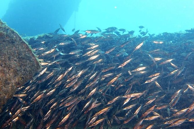 Gran Canaria 3 days / 6 dives in Various Locations - Price and value: is $320.17 fair for 3 days and 6 sessions?