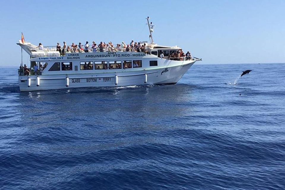 Gran Canaria: Dolphin and Whale Watching Cruise - Key things I’d zero in on before you book