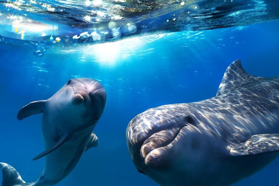 Gran Canaria: Dolphin and Whale Watching Cruise - Meeting in Puerto Rico at 10:15: what the start is like