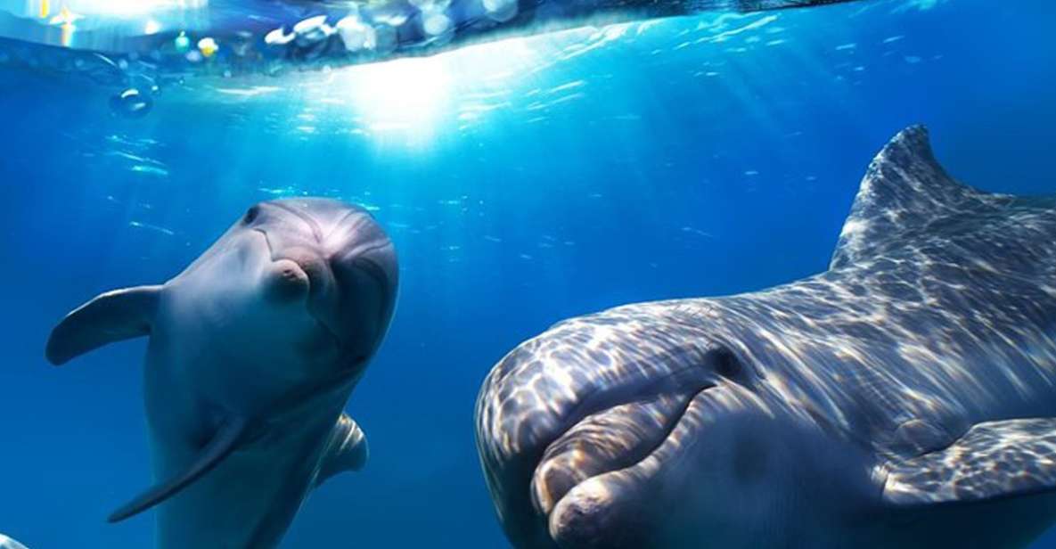 Gran Canaria: Dolphin and Whale Watching Cruise - Onboard comfort and the cash bar: the part people actually feel