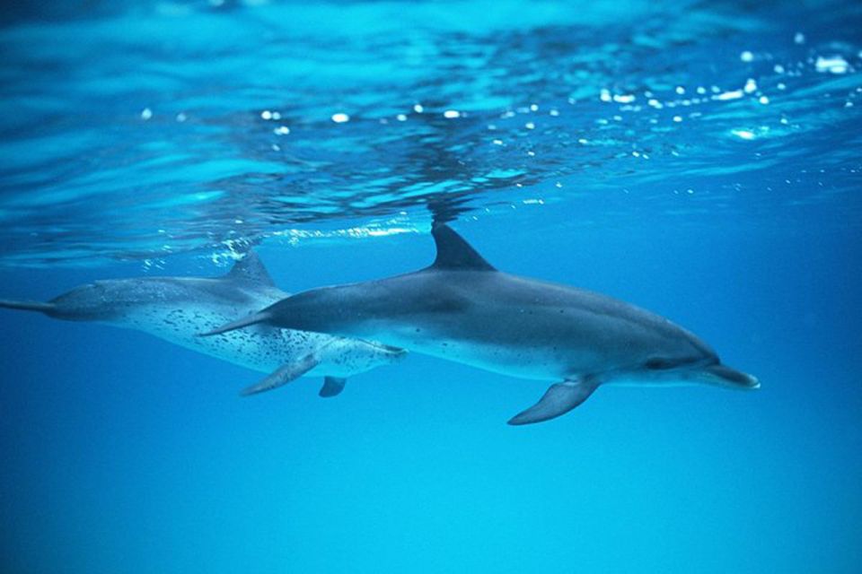 Gran Canaria: Dolphin and Whale Watching Cruise - When weather turns choppy: how to plan for lower sightings
