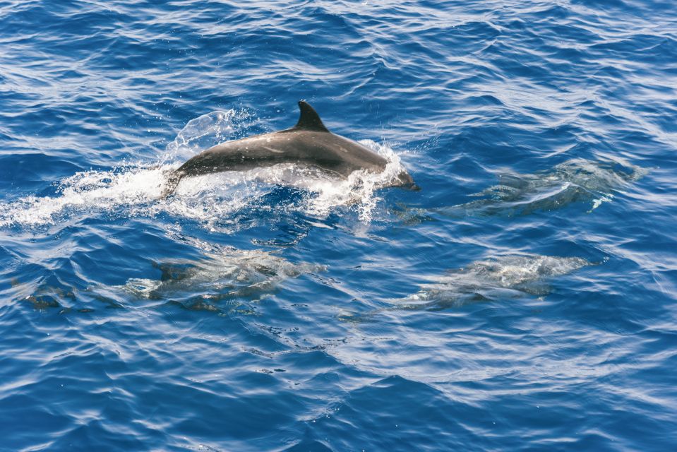 Gran Canaria: Dolphin and Whale Watching Cruise - The guides and crew: why Mario keeps coming up