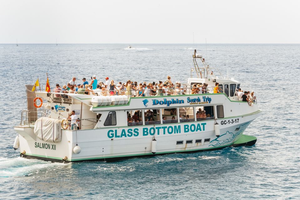 Gran Canaria: Dolphin and Whale Watching Cruise - What you might see besides dolphins and whales