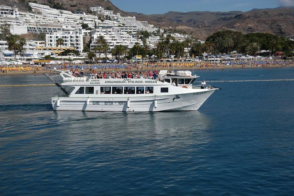 Gran Canaria: Dolphin and Whale Watching Cruise - Price and value: is $40 worth it?