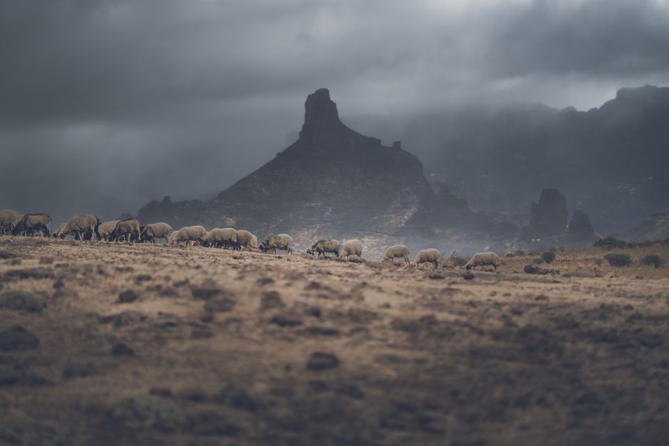 Gran Canaria: Full-Day Customizable Private Photography Tour - Food and lunch: plan your budget for a cave restaurant option