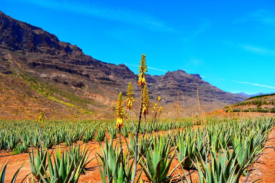 Gran Canaria: Full-Day VIP Tour by Bus - Aloe vera plantation stop: the hands-on moment people remember