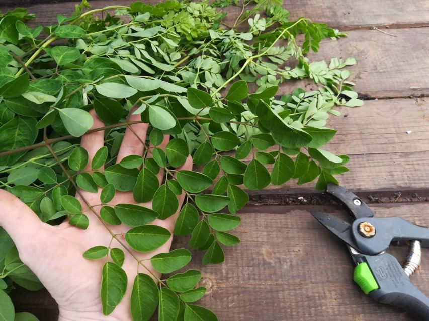 Gran Canaria: Green Witchcraft in the Magic Island - How to prepare so you enjoy every step