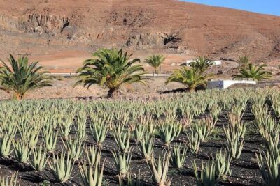 Gran Canaria Historic Tour - Yestarday and Today Premium - What This Gran Canaria Historic Tour Feels Like