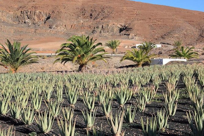 Gran Canaria Historic Tour - Yestarday and Today Premium - What This Gran Canaria Historic Tour Feels Like