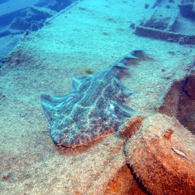 Gran Canaria: Morning Scuba Dive - Key things that make this morning outing worth it