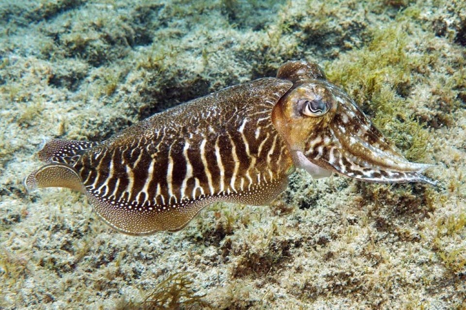 Gran Canaria: Scuba Diving for Beginners - Where it starts: Blue Water Diving at Puerto Escala harbour