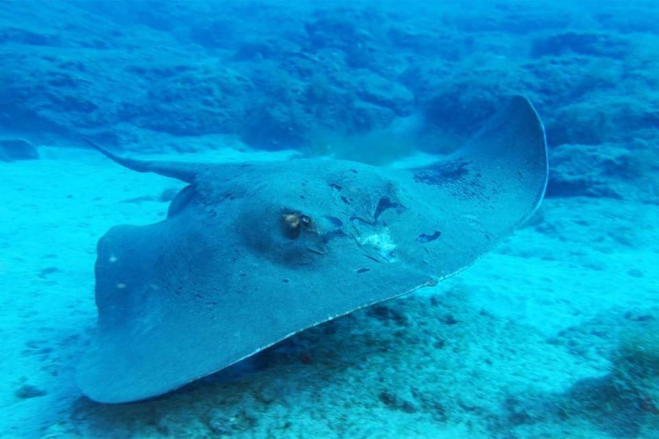 Gran Canaria: Snorkeling Trip - Price and value: is $53 fair for what you get?