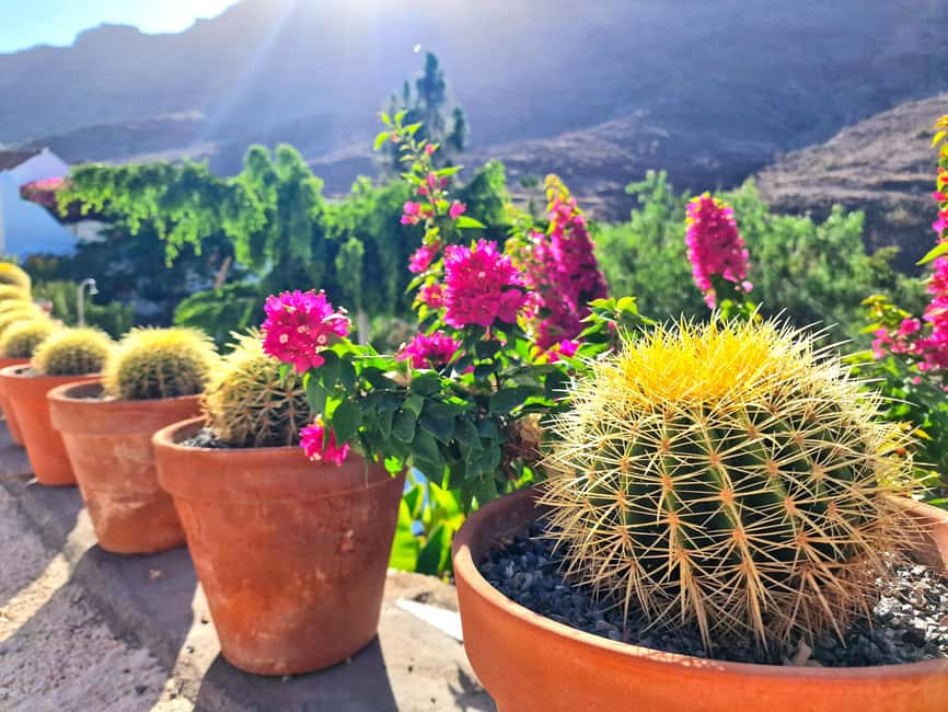 Gran Canaria: tasting wine & local cheese - Using what you learn for real meals in Gran Canaria