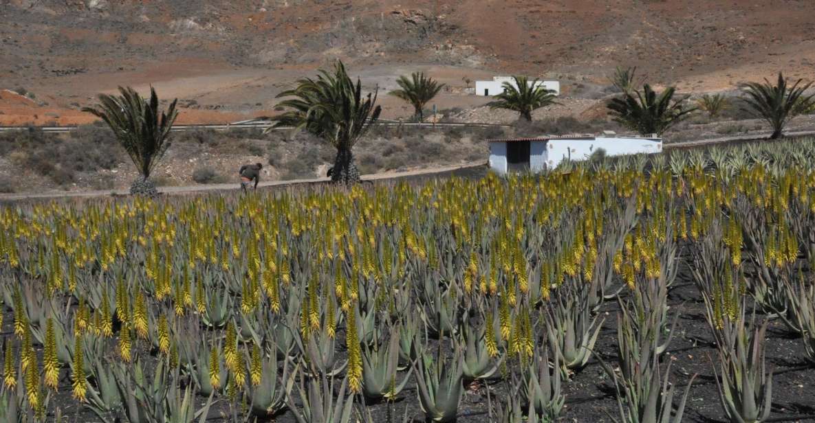 Gran Canaria Tour: Past and Present - A South-Coast Pickup That Quickly Gets You Off the Beach Strip