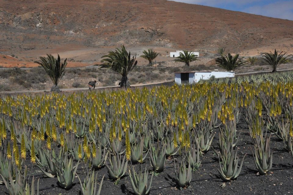 Gran Canaria Tour: Past and Present - Agüimes and the Aboriginal-to-Modern Connection